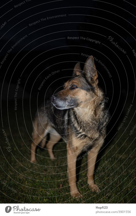 Deutscher Schäferhund auf einer Wiese bei Nacht Hund Haustier Tier Farbfoto Tierporträt Außenaufnahme Fell niedlich Blick Menschenleer Wachsamkeit beobachten