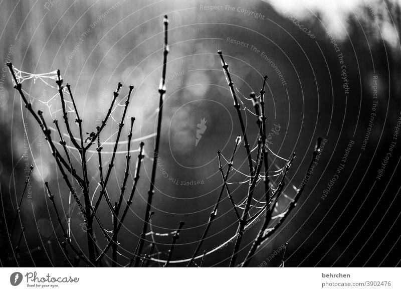 mitgehangen mitgefangen vernetzt Verbindung verbunden Baum Zweige u. Äste Frost Zusammenhalt Netzwerk verwoben Kälte kalt Einsamkeit Jahreszeiten Winter