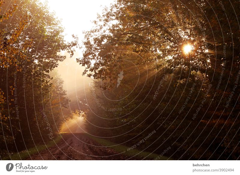 wenn der tag erwacht Hoffnung Gegenlicht Sonnenstern Sonnenaufgang Landschaft Idylle Sonnenstrahlen Herbstwald herbstspaziergang Herbstfärbung herbstlich