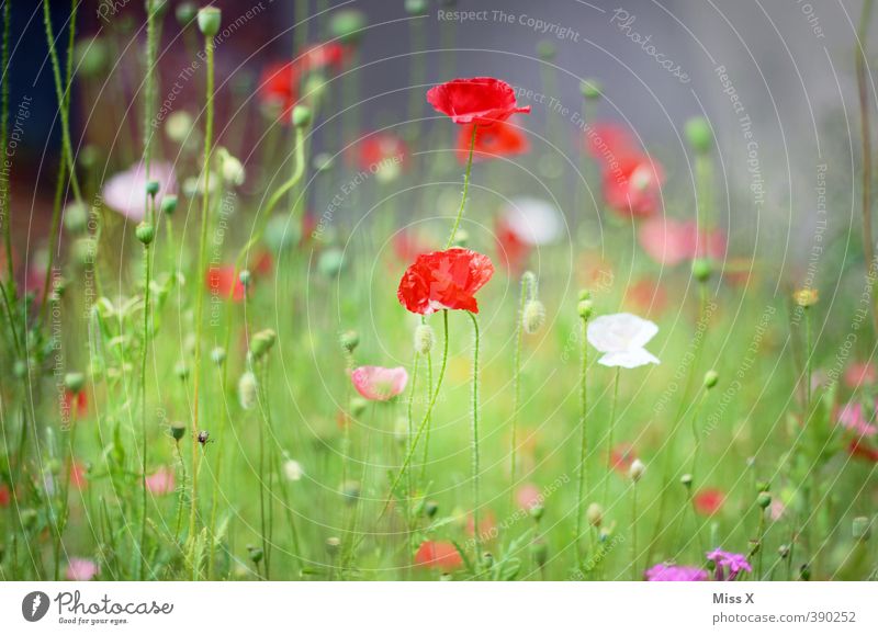 Mohnblumen Frühling Sommer Blume Gras Blüte Wiese Feld Blühend Duft Stimmung Mohnblüte Mohnfeld Wachstum Mohnkapsel verblüht Farbfoto mehrfarbig Außenaufnahme