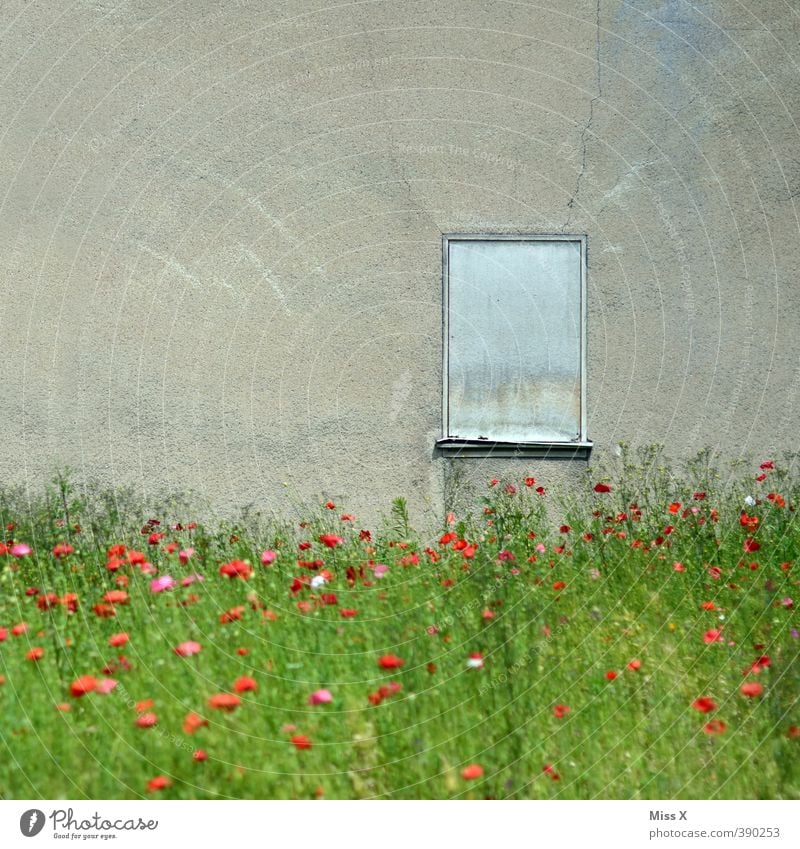 mohnfeld Blume Garten Menschenleer Ruine Mauer Wand Fenster Blühend alt wild Verfall Vergänglichkeit Unbewohnt wilder Garten verwildert bewachsen Farbfoto