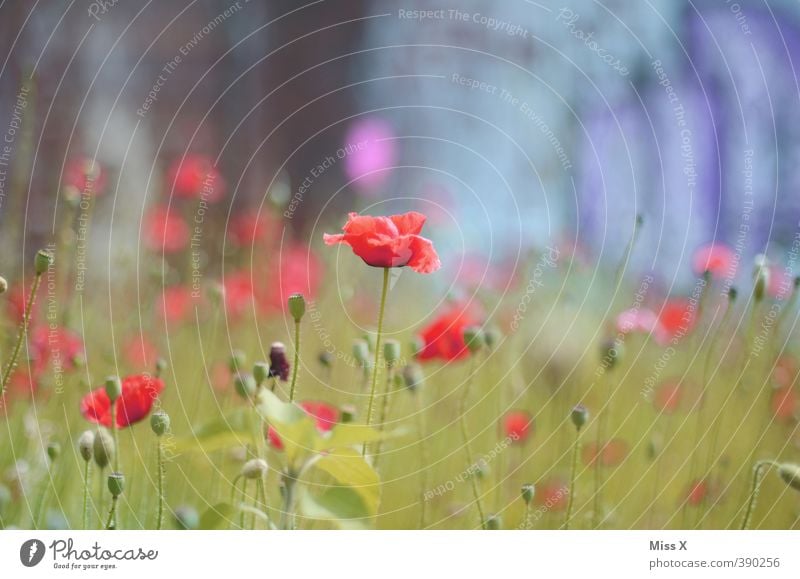 Mohnfeld Natur Pflanze Frühling Sommer Blume Blüte Wiese Feld Blühend Duft Wachstum rot Mohnblüte Mohnkapsel Blütenknospen Blütenblatt Farbfoto mehrfarbig