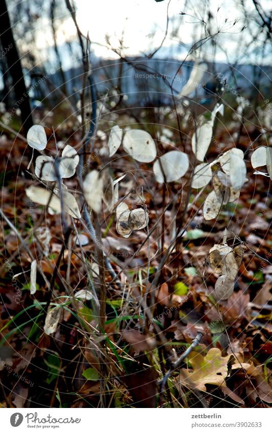 Silberblatt ast erholung ferien garten gras herbst himmel kalt kleingarten kleingartenkolonie menschenleer natur pflanze ruhe schrebergarten strauch