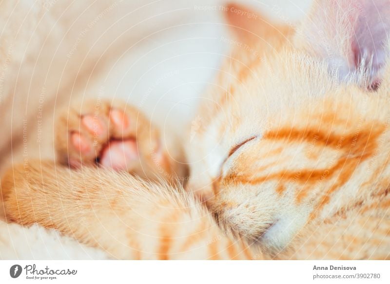 Süßes Ingwer-Kätzchen schläft Katzenbaby niedlich sich[Akk] entspannen Decke Haustier heimwärts gemütlich Komfort aussruhen fluffig schlafen adorabl Kragen