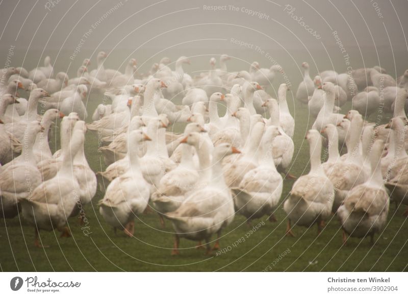 Viele weiße Gänse im Nebel auf einer Wiese / 2 Gans Gänsewiese Geflügel Geflügelfarm Geflügelhof Tier Vogel Nutztier Bauernhof Tierporträt Freilandhaltung