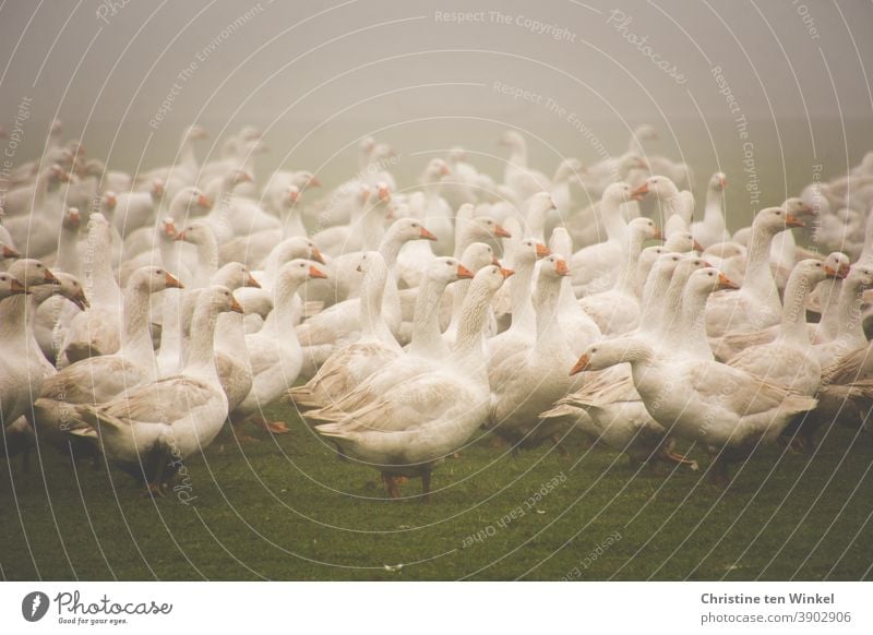 Viele weiße Gänse im Nebel auf einer Wiese / 1 Gans Gänsewiese Geflügel Geflügelfarm Geflügelhof Tier Vogel Nutztier Bauernhof Tierporträt Freilandhaltung