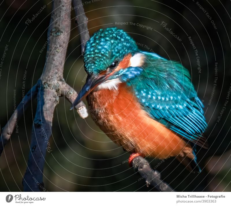 Eisvogel im Abendlicht Alcedo atthis Kopf Auge Schnabel Federn Gefieder Krallen Flügel Vogel Tier Wildtier Tierporträt Zweige u. Äste Natur leuchtend strahlen