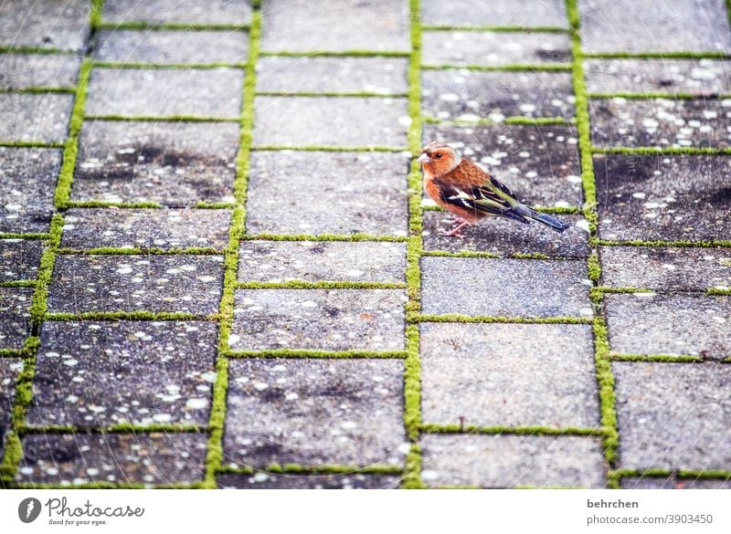 futter?! Tiergesicht Flügel niedlich Natur außergewöhnlich exotisch fantastisch Federn Wildtier Vogel schön klein Fink Schnabel Licht Tag Menschenleer