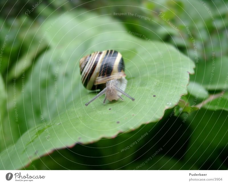 Schnecke auf Blatt langsam klein Fühler frontal Verkehr