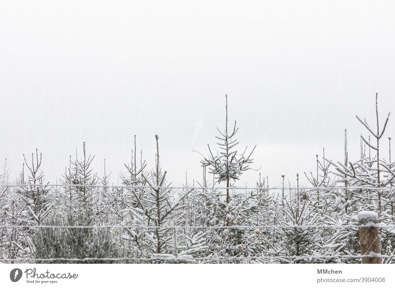 Nadelbäume hinter Zaun in einer Plantage Winter Nadelbaum Schnee Weihnachtsbaum Natur Fichte Tanne Tannenbaum Weihnachten weihnachtlich Weihnachtsdekoration