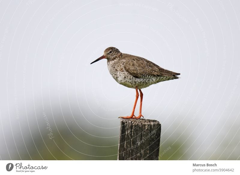 Rotschenkel, Tringa totanus, Rotschenkel, Rotschenkel Ausschau allgemein Limikole Limikolen Watvogel Watvoegel Regenpfeiferartige Schnepfenvogel Stufe Tiere