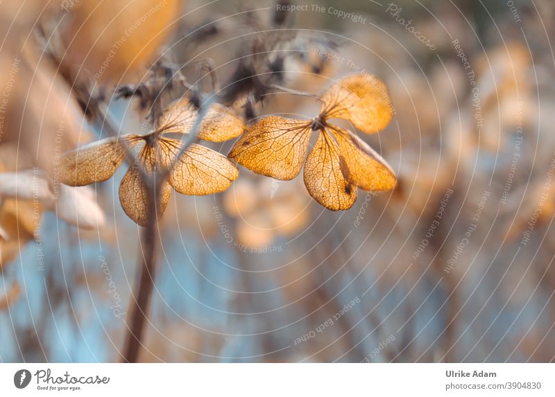 Verblühte Blütenblätter einer Hortensie mit weichem Hintergrund Schwache Tiefenschärfe Hortensienblüte Blume Winter Herbst Pflanze Natur Beerdigung Trauerfeier