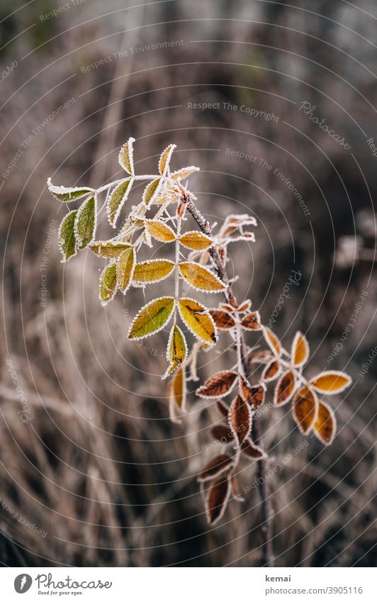 Pflanze mit gefrorenen Blättern und Farbverlauf Natur Winter Eis Kälte Herbst Farbe farbig Raureif kalt Hoffnung Frost Nahaufnahme Blatt Umwelt Naturschönheit