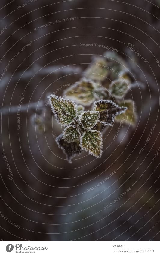 Pflanze mit gefrorenen Blättern Natur Winter Eis Kälte Herbst Farbe Raureif kalt Frost Nahaufnahme Blatt Umwelt Naturschönheit grün Brennessel