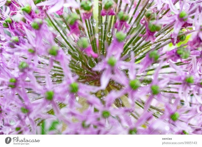 Rosa Zierlauch mit Wassertropfen rosa Blüten sternförmig Blume Frühling Pflanze xenias Unschärfe grün Strahlen Tropfen Allium