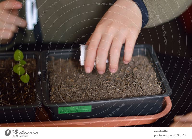 Gemüseaussaat – Kind sät Samen für Gemüse in Blumenerde Saat säen Aussaat aussäen Hand Beet Erde Kürbis Samentütchen gärtnern Gärtner Gemüsegarten selbst