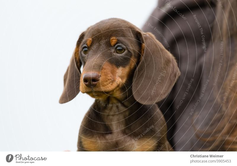 Dackelwelpe braun Teckel Welpe Hund Tier Haustier Säugetier Hundeblick Dackelblick jung baby niedlich freundlich treu anhänglich klein Zwergteckel Zwergdackel