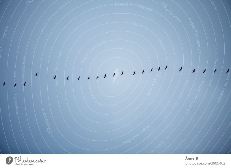 Schwarm drüber – Zugvögel am Himmel fliegen Vögel Vogel Vogelzug Abflug Abreise Ankunft Anflug Aufbruch Weg Route Flugbahn Fluglinie frei wild urig instinkt