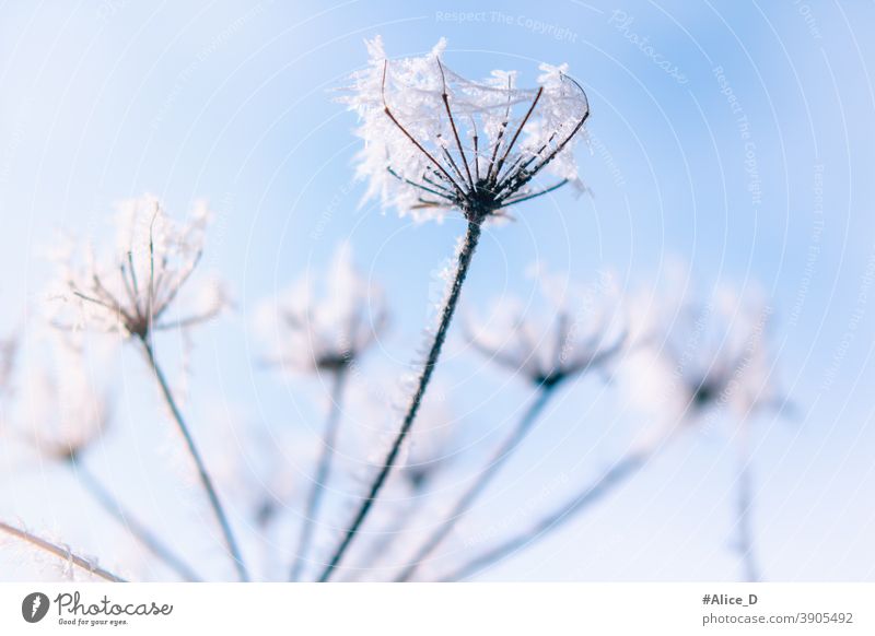 flower covered  with hoarfrost Nature Winter seasonal backgrounds abstract beautiful beauty blizzard blue Book cover botanical branch close close-up closeup