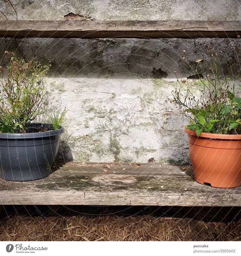 lost places | lost blumenpott Topfblume alt verwittert Mauer anzüglich Platz Weg Leerstand Mauerblümchen Topfpflanze Regal Vergänglichkeit verfallen Holzbretter