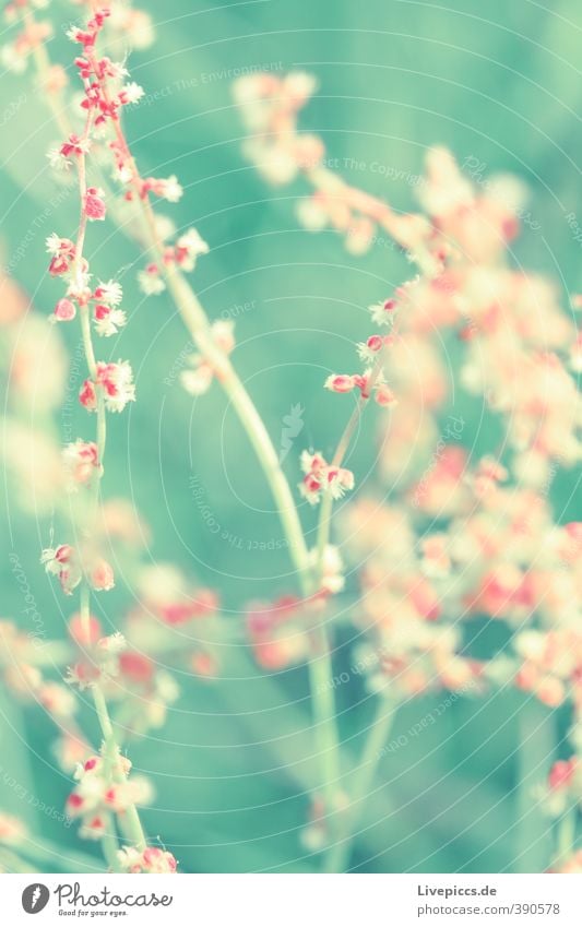 Sommerwiese Umwelt Natur Pflanze Sonnenlicht Blume Blatt Blüte Wiese Blühend Duft leuchten ästhetisch dünn frisch schön natürlich grün rosa Farbfoto