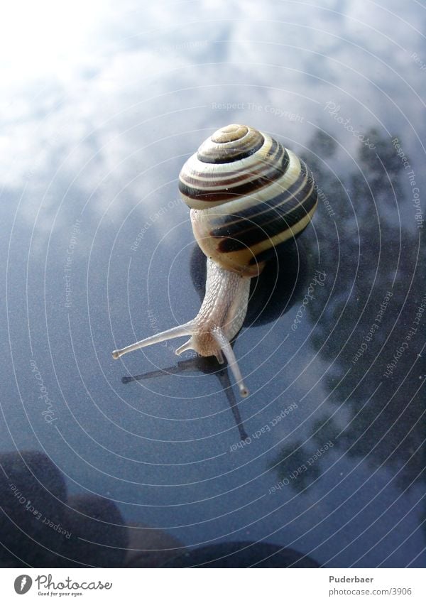 Schnecke Verkehr PKW Himmel