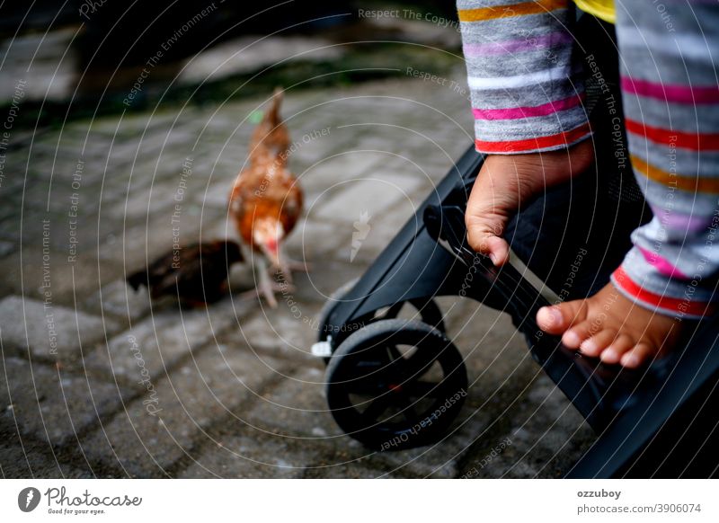 Kleinkindbein beim Spielen mit Huhn Beine Hähnchen Küken Farbfoto Tier Federvieh Kind Nutztier Haustier Textfreiraum Schnabel Kinderwagen schlendern Rad