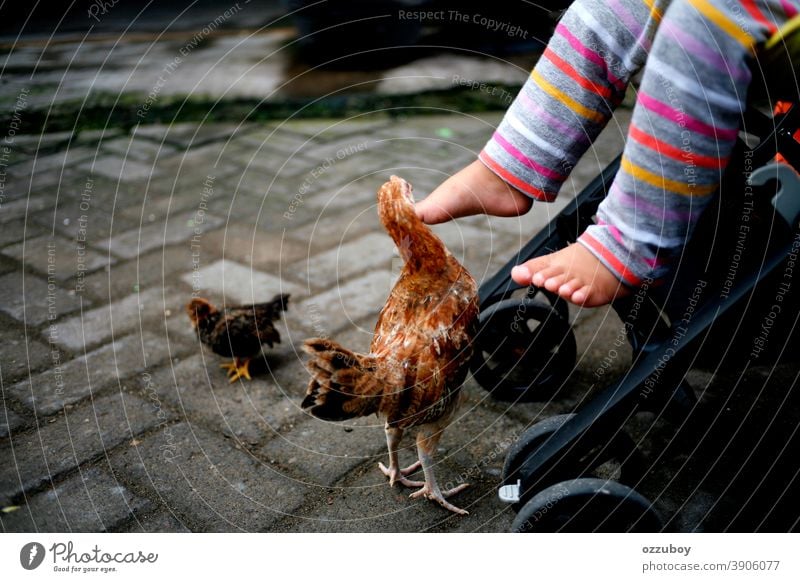 Kleinkindbein beim Spielen mit Huhn Beine Hähnchen Küken Farbfoto Tier Federvieh Kind Nutztier Haustier Textfreiraum Schnabel Kinderwagen schlendern Rad