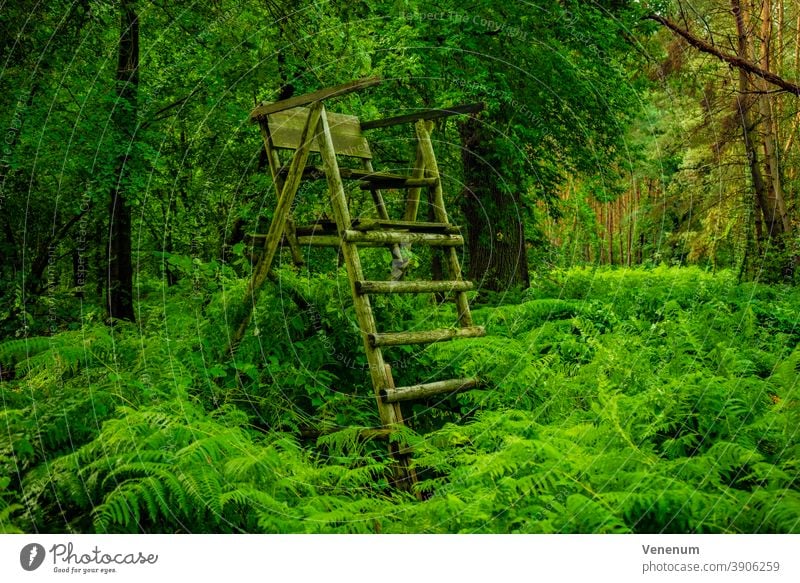 Wald im Sommer , mit einem Hochsitz für Jäger Wälder Baum Bäume Waldboden Bodenanlagen Unkraut Bodenbewuchs Kofferraum Rüssel Baumstämme Natur Landschaft