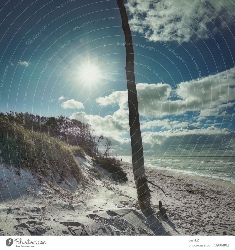 Hoch im Norden Strand Ferne Landschaft Natur Umwelt Pflanze Himmel Baum Wind Schönes Wetter Klima Wolken Wildpflanze Windflüchter Weststrand gehen Farbfoto