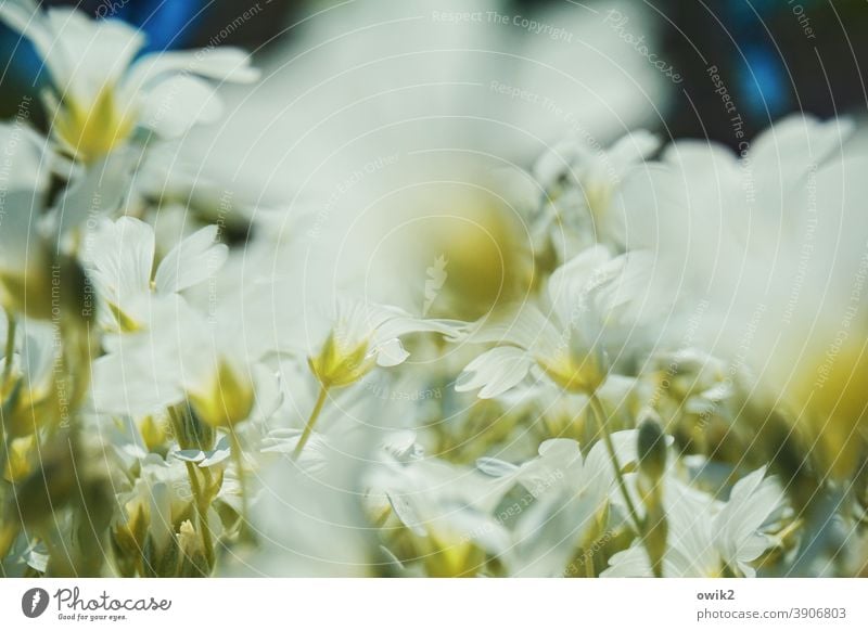 Blumiger Moment Wiese Bodendecker viele nah klein blühen Blüten Bewegungsunschärfe Unschärfe duftend Frühling Außenaufnahme Natur Pflanze Farbfoto grün weiß