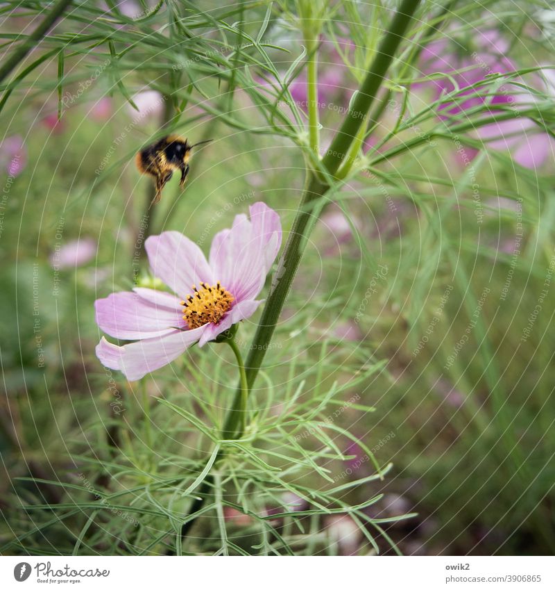 Frei nach Rimski-Korsakow Cosmea lila hell Blumenwiese Frühling natürlich Blühend Leben Frühlingsgefühle Totale Sonnenlicht Detailaufnahme Nahaufnahme