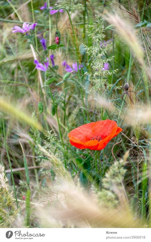 montags Blumen Mohnblüte Wiese natürlich rot Blumenwiese sommerlich Klatschmohn zart Wachstum Wiesenblume Farbe Optimismus schön wachsen Halme Grashalme blühen