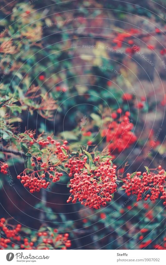 Herbstbeeren  in kräftigem Rot Feuerdorn Beerenstrauch Roter Feuerdorn rote Beeren dunkelgrün kräftige Farben feuerrot dunkelgrüne Blätter Mauerstück