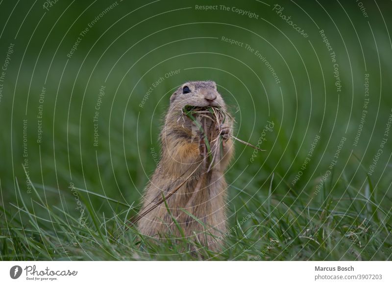 Ziesel, Spermophilus, Europäisches Ziesel-Eichhörnchen Zitronenbaum Europäischer Ziesel Europaeischer Ziesel Gras Grassteppe Heide Nagetiere Säugetiere Ischias