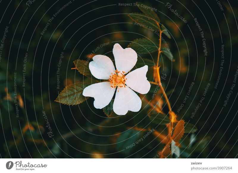 Detail einer weißen Blüte von Cistus salviifolius Natur Vegetation natürlich Blume geblümt blühte Botanik botanisch Blütenblätter Überstrahlung Nahaufnahme