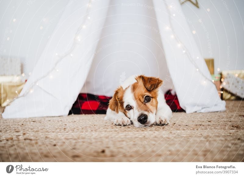 Süßer Jack Russell Hund zu Hause stehend mit Weihnachtsdekoration. Weihnachtszeit jack russell Weihnachten heimwärts Dekoration & Verzierung Tipi Dezember