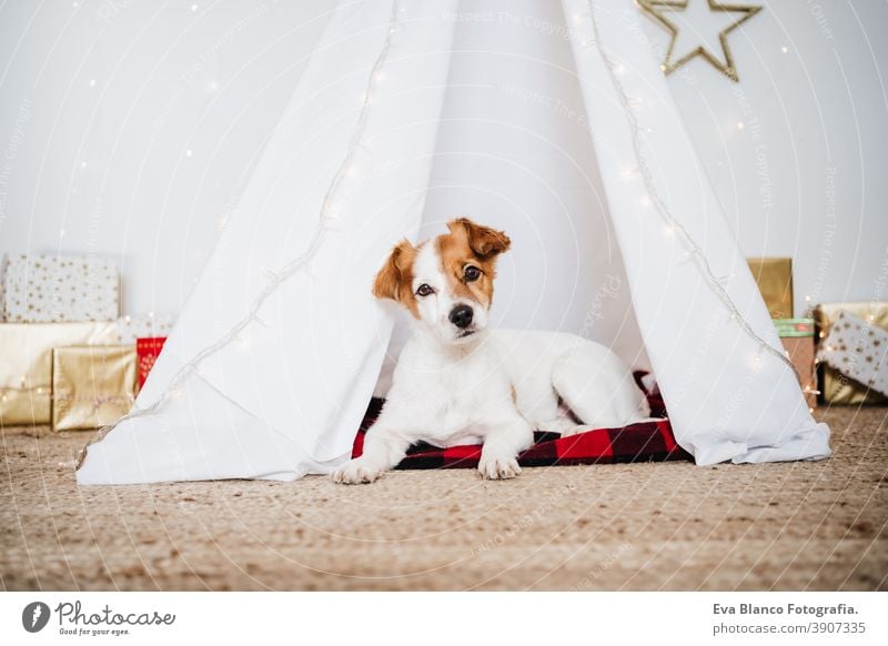 Süßer Jack Russell Hund zu Hause stehend mit Weihnachtsdekoration. Weihnachtszeit jack russell Weihnachten heimwärts Dekoration & Verzierung Tipi Dezember