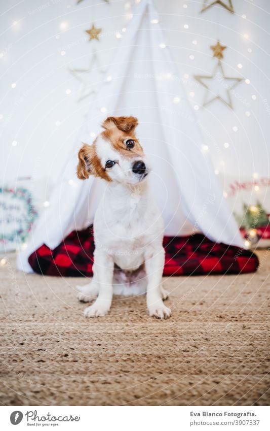 Süßer Jack Russell Hund zu Hause mit Weihnachtsdekoration. Weihnachtszeit jack russell Weihnachten heimwärts Dekoration & Verzierung Tipi Dezember Adoption