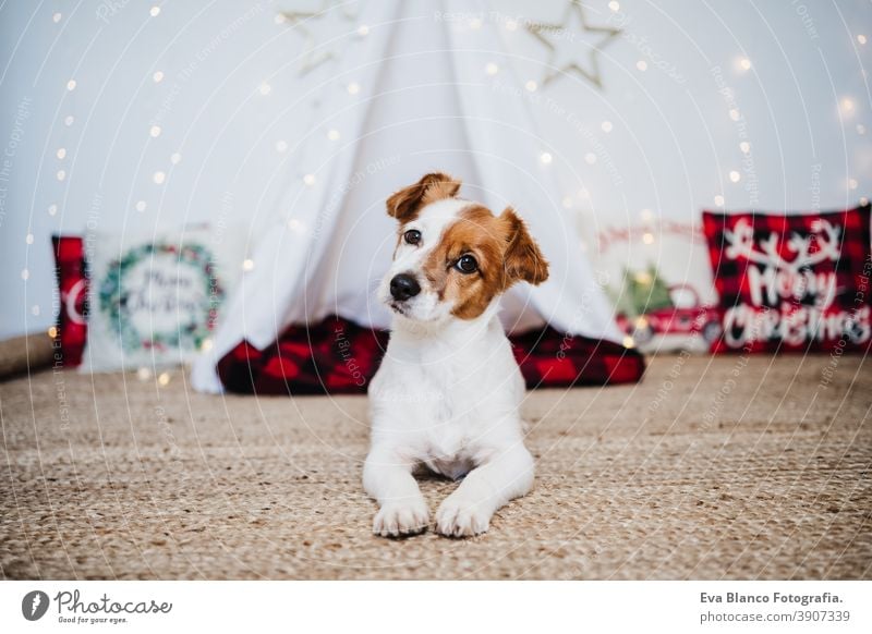 Süßer Jack Russell Hund zu Hause stehend mit Weihnachtsdekoration. Weihnachtszeit jack russell Weihnachten heimwärts Dekoration & Verzierung Tipi Dezember