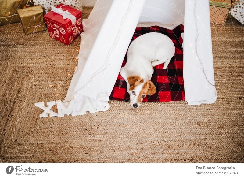 Süßer Jack Russell Hund zu Hause stehend mit Weihnachtsdekoration. Weihnachtszeit jack russell Weihnachten heimwärts Dekoration & Verzierung Tipi Dezember