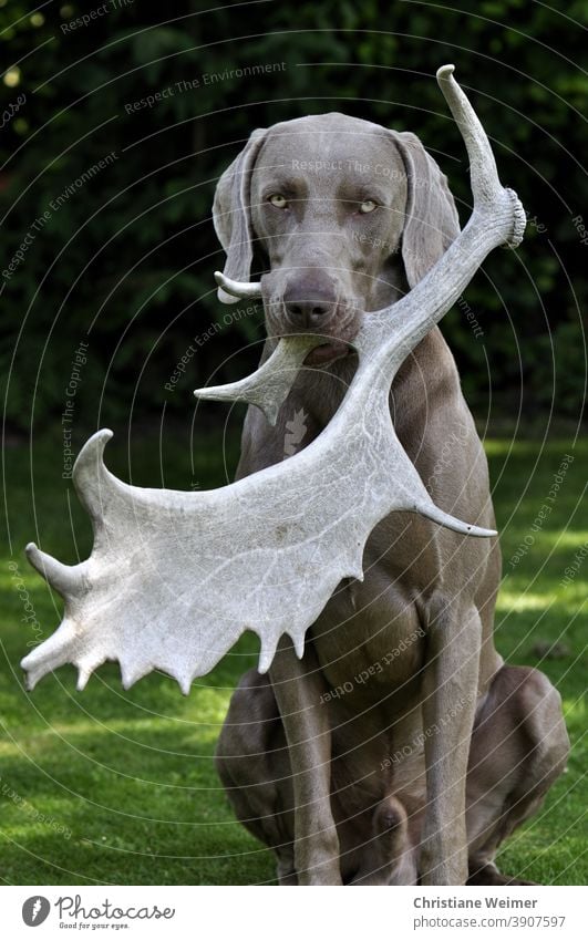 Weimaraner apportiert Damwildgeweih Jagdhund apportieren sitzen halten Wiese Gras gehorsam Arbeitshund Jagdhundeausbildung Jagdhundetraining Jagdhundeprüfungen