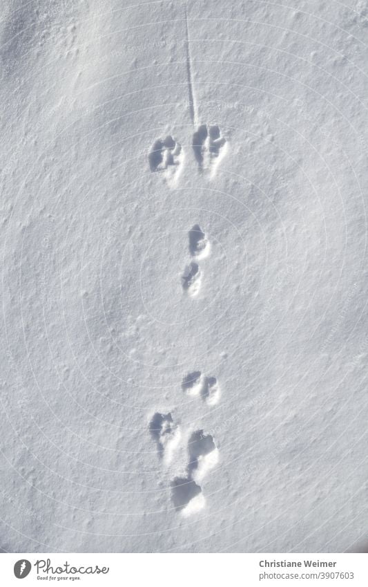 Hasenspur im Schnee Feldhase Wildtier Tier Winter Jahreszeiten wild Natur Jagd Spur Fährte Tierspur Menschenleer Farbfoto Außenaufnahme weiß Gedeckte Farben