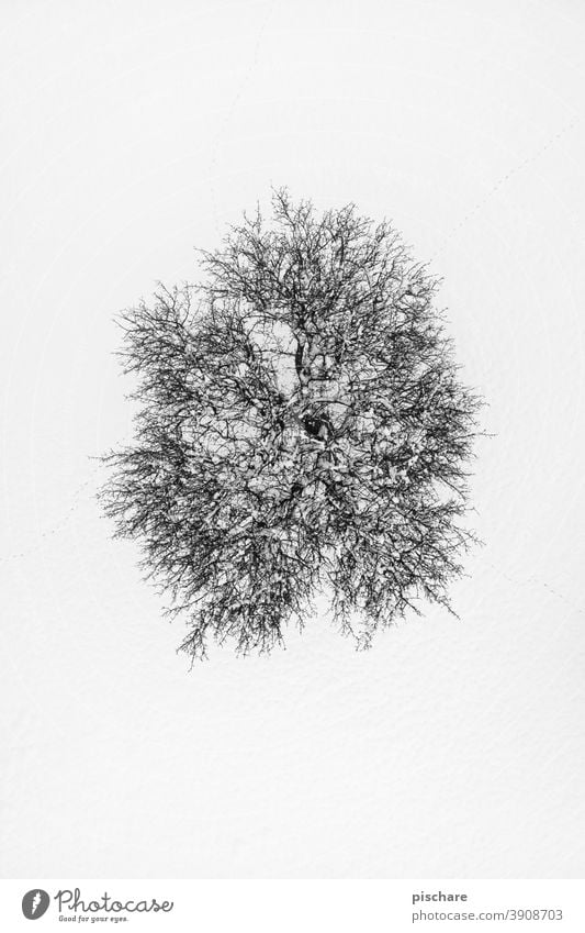 Baum im Winter Schnee Drohne Vogelperspektive Landschaft Natur kalt Umwelt Luftaufnahme Schwarzweißfoto fineart Kontrast Außenaufnahme Tag