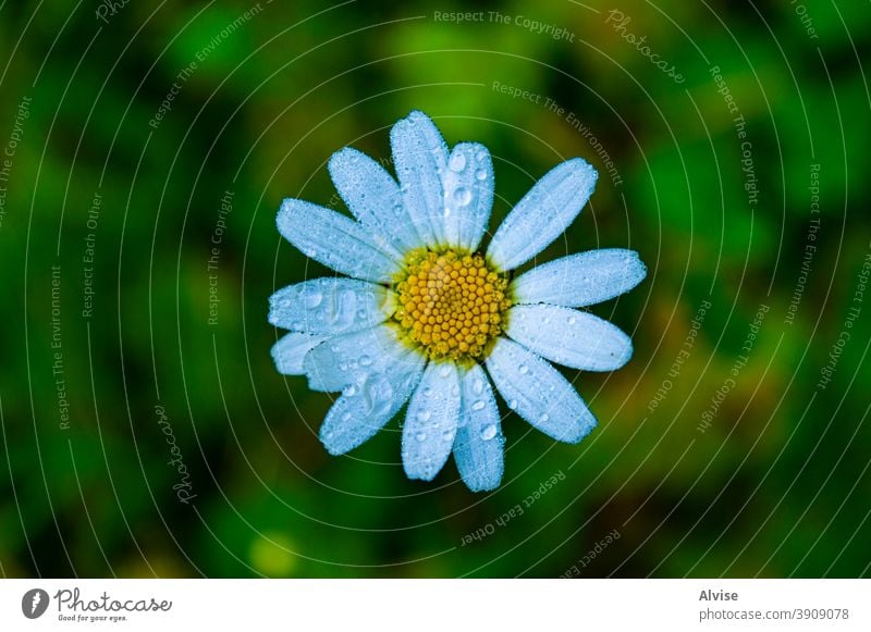 Hymne Gänseblümchen am Vormittag Natur Pflanze Garten grün Frühling gelb Hintergrund weiß Blume Blüte schön Flora hell natürlich geblümt Kamille frisch