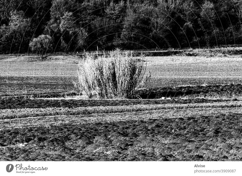 Busch in Creazzo Landwirtschaft Sommer Landschaft Baum Felsen Natur im Freien Buchse natürlich keine Person typisch Holz traditionell Himmel ländlich Pflanze