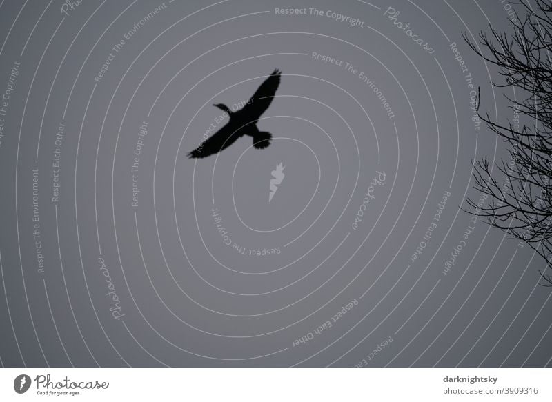 Hoch und schnell fliegender Kormoran vor grauem Himmel aus dichter Wolkendecke und einigen Ästen Fischjäger Vogel Avifauna aves Phalacrocorax carbo