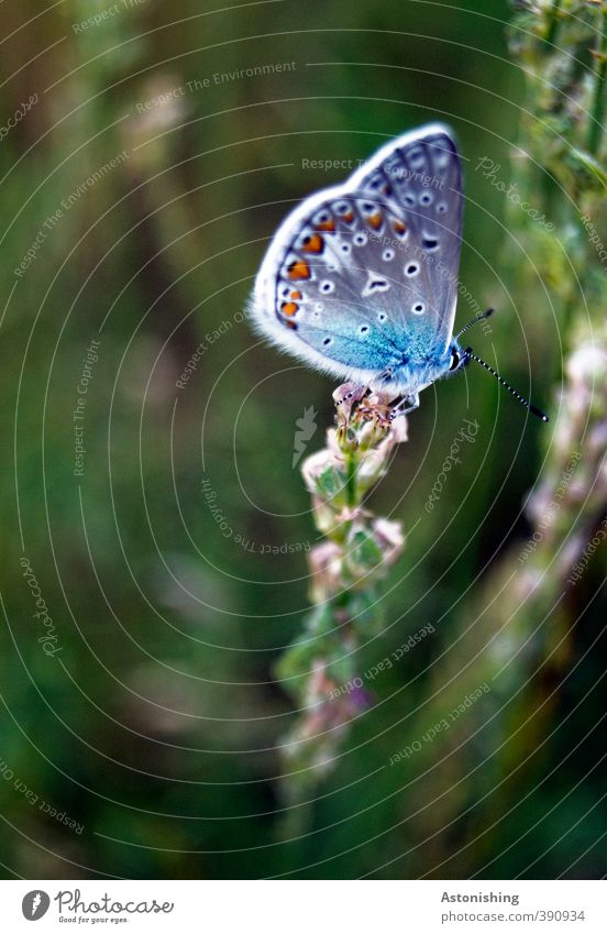 Falter Umwelt Natur Pflanze Wetter Schönes Wetter Blume Gras Wiese Tier Wildtier Schmetterling Flügel 1 sitzen dunkel blau grün Bläulinge Fühler mehrfarbig