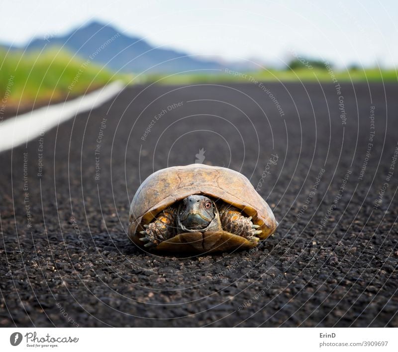 Geschmückte oder Wüstenkistenschildkröte Niedrigwinkel-Nahaufnahme auf der Straße in der Wüste Arizonas verzierte Kastenschildkröte Schildkröte Reptil Tierwelt