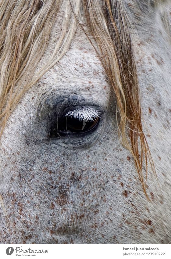 Schimmelauge Pferd weiß Porträt Tier wild Kopf Behaarung Natur niedlich Schönheit elegant wildes Leben Tierwelt ländlich Wiese Bauernhof Weidenutzung im Freien